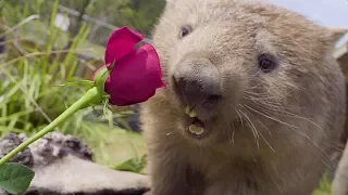 Cutest animal Valentine's Day video ever!!