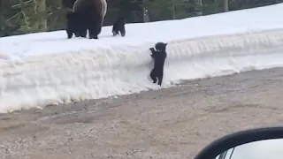 Baby bear cub stays behind momma attacks