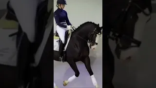 He’s a gorgeous horse! #equestrian #horse #blowup #sports #totilah #dressage #shorts #fyp #viral