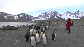 King Penguins, Elephant Seal and tourists at St Andrew's Bay, South Georgia