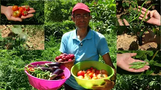 Bahçede Hasat Zamanı (Fideleri Nasıl Yetiştirdik)