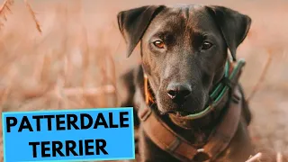 Patterdale Terrier - TOP 10 Interesting Facts