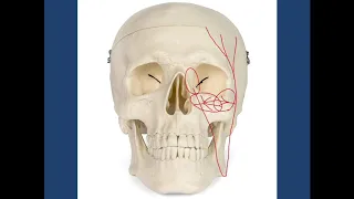 Basic Tutorials - The Blood Supply to the Eyelids