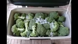 How to store broccoli in the freezer