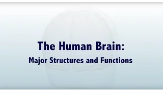 The Human Brain: Major Structures and Functions