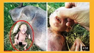 Farmer’s Pig 🐷 Give Birth To Human Baby🙆‍♂️