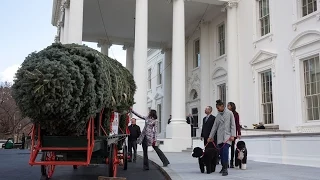 The 2014 White House Christmas Tree Arrives