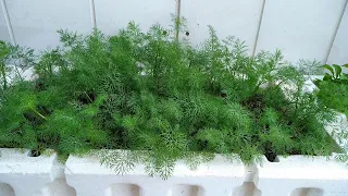 How to Grow Dill? How to Plant Dill? Growing Dill in Pots