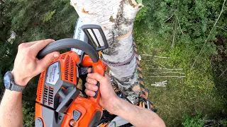 Climbing birch with NEW Husqvarna T540XP Mark III