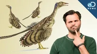 How Did Dinosaurs Evolve Into Birds?