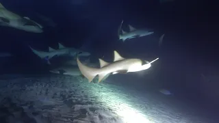 Мальдивы | акулы Няньки