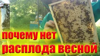 Весенняя ревизия пчел. Отсутствует расплод весной. Нет расплода у пчел весной на пасеке, что делать?