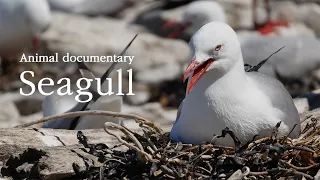 Seagull [Animal Documentary]