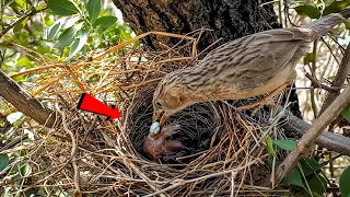 Common babbler bird raising a baby @BirdsofNature107