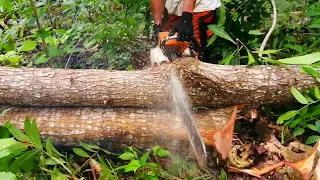 STIHL in Beast Mode! Harvest time||Felling and Ripping Mahogany trees