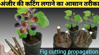 अंजीर को कटिंग से कैसे लगाए/anjeer ki cutting kaise lagaye/how to grow fig plant at home