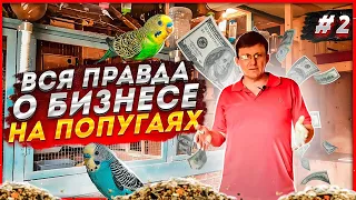 Сколько можно заработать на разведении волнистых попугаях?Сколько стоит содержать мой питомник?