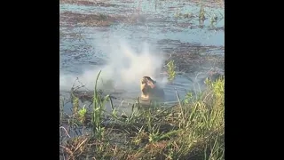 Drone explodes in an alligator's mouth