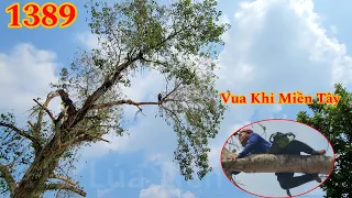 Vua Khỉ chơi lớn khi cưa nhiều nhánh dài của cây Bồ Đề ,  dài gần 10 mét (4/4) Cutting bodhi trees