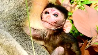 So Gorgeous Newborn Baby Monkey! Scarlet's Baby Monkey So Cute and So Lovely!