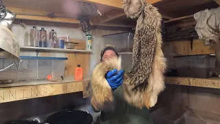 Soft Tanning Pelts (Coyote Part 2) #taxidermy #howto #wildlife