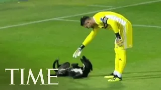 Stray Dog Joins In During Georgian Soccer Match For A Belly Rub | TIME