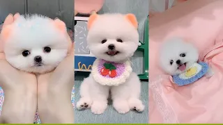 Funny and Cute Pomeranian Videos 🐶😍 Cutest Animals | Cutest Puppies #273