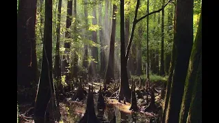 Wilderness Shaped by Water: Congaree National Park
