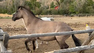 Horses First Time Touching The Electric Fence - A Must Watch!