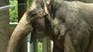 Медведю – мороженое, слону – душ: как спасают зверей от жары в Рио