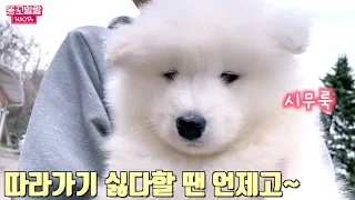 Samoyed Puppy at Her New Home!
