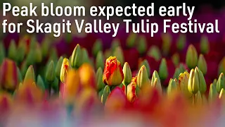 Peak bloom expected a little early this year for Skagit Valley Tulip Festival