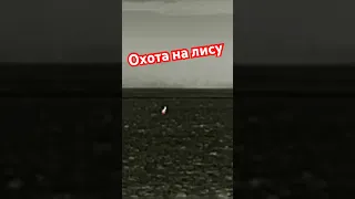 Охота на лису. Fox control. Fox hunting