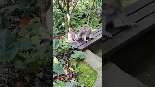 Заботливая обезьяна, Убуд, остров Бали. #monkeys #monkey #humor #bali  #ubud  #indonesia #forest