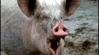 "Визг" свиньи из Касперского при обнаружении вируса