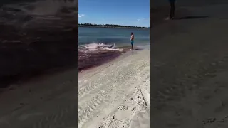 Shark Attack Caught On Camera 😮😮