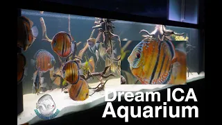 Dream ICA Aquarium in www.santaremdiscusplus.com