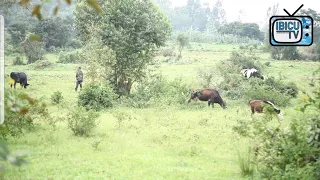 Kinyinya || Abakire basigaye bohereza inka zabo kurisha mumirima yabaturage ninjoro