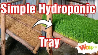 Simple Home-made Hydroponic Fodder Tray Making