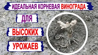 🍇 Без такой ИДЕАЛЬНОЙ корневой системы винограда о ВЫСОКИХ УРОЖАЯХ даже не ДУМАЙ.  Как сформировать?