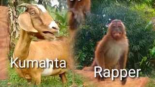 napakagaling mag rap at mag kanta ng kambing at mongkey