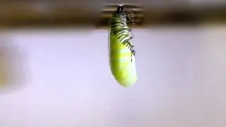 Monarch caterpillar transforms into a chrysalis (larva pupating)