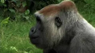 Campo Gorilla Reserve at the the LA ZOO