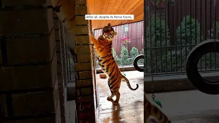 Man adopted a tiger cub #animal #animalrescue #rescue #shortvideo #shorts #tiger