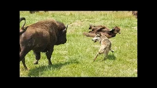 Amazing Bison Save Baby From Wolf Hunting - Buffalo Bison vs Wolf Animals Save Another Animals