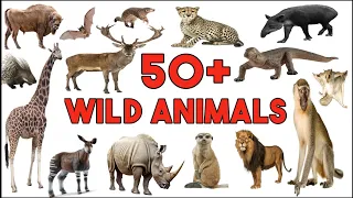 Wild animals | Wild animal names with pictures | Animals Vocabulary | kidsflora