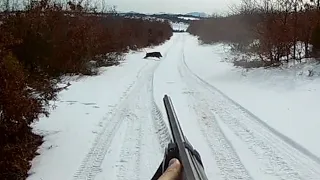 Heyecan dolu Omak yaban domuzu avı / Wild Boar Hunting in Turkey