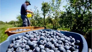 Awesome Fruit Agriculture Technology - Blueberry cultivation - Blueberry Farm and Harvest