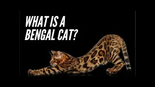 Bengal Cats - The Pricey Exotic House Cat [2021]