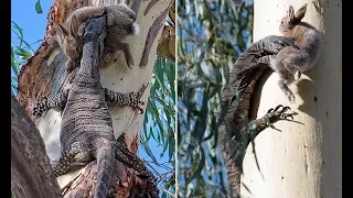 Goanna devours helpless rabbit in Victoria